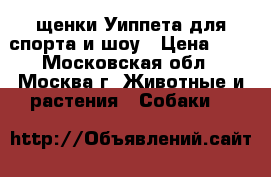 щенки Уиппета для спорта и шоу › Цена ­ 1 - Московская обл., Москва г. Животные и растения » Собаки   